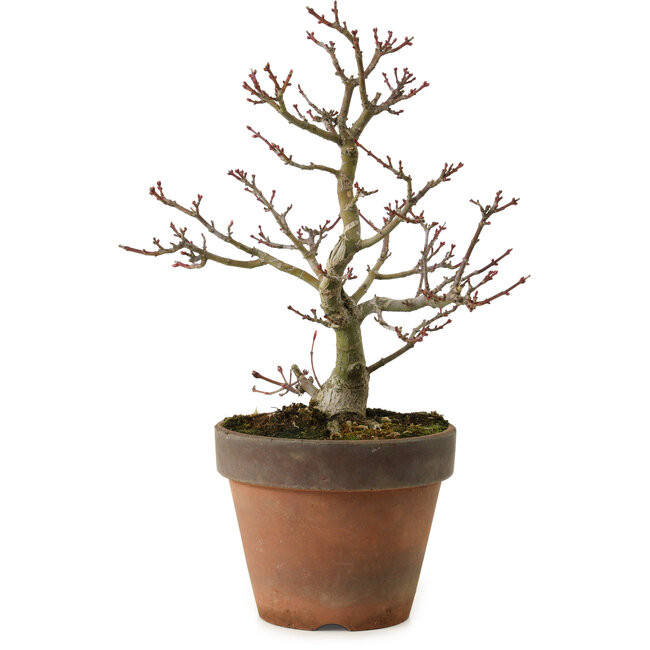 Acer palmatum Shishigashira, 27 cm, ± 15 Jahre alt, mit einem Wurzelhals von 7 cm