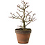 Acer palmatum Shishigashira, 27 cm, ± 15 Jahre alt, mit einem Wurzelhals von 7 cm