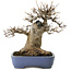 Acer buergerianum, 23 cm, ± 35 years old, in a handmade Japanese pot by Yamafusa, with a nebari of 13 cm