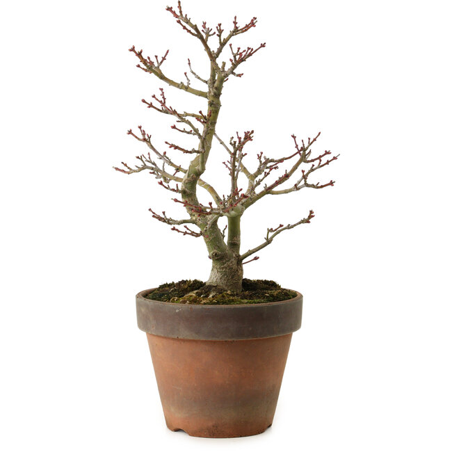 Acer palmatum Shishigashira, 27 cm, ± 15 Jahre alt, mit einem Wurzelhals von 7 cm