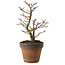 Acer palmatum Shishigashira, 27 cm, ± 15 años, con un nebari de 7 cm