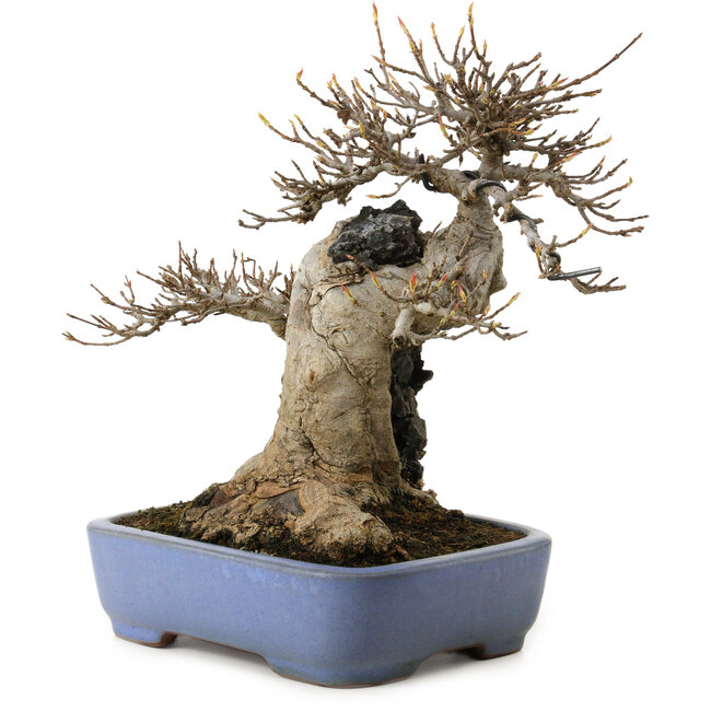 Acer buergerianum, 23 cm, ± 35 jaar oud, in een handgemaakte Japanse pot van Yamafusa, met een nebari van 13 cm.