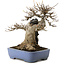 Acer buergerianum, 23 cm, ± 35 jaar oud, in een handgemaakte Japanse pot van Yamafusa, met een nebari van 13 cm.