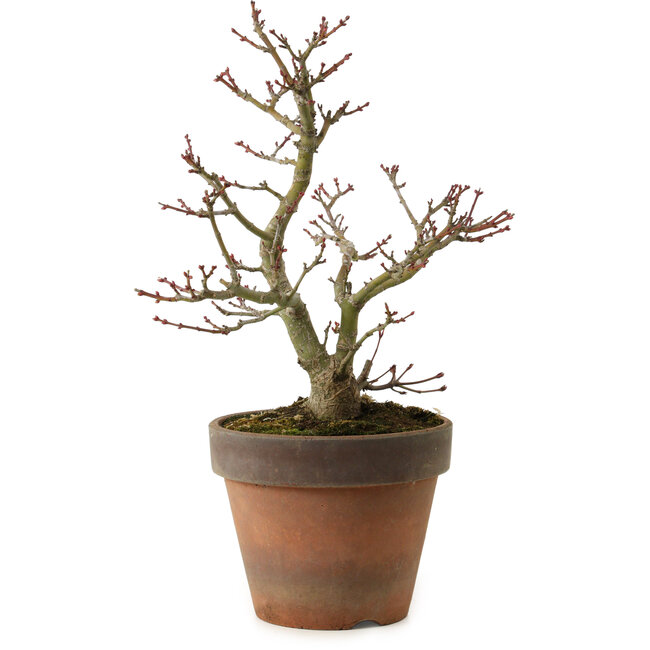 Acer palmatum Shishigashira, 27 cm, ± 15 Jahre alt, mit einem Wurzelhals von 7 cm