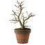 Acer palmatum Shishigashira, 27 cm, ± 15 Jahre alt, mit einem Wurzelhals von 7 cm