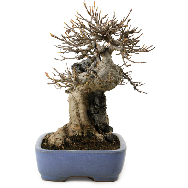Acer buergerianum, 23 cm, ± 35 jaar oud, in een handgemaakte Japanse pot van Yamafusa, met een nebari van 13 cm.