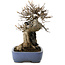 Acer buergerianum, 23 cm, ± 35 años, en una maceta japonesa hecha a mano por Yamafusa, con un nebari de 13 cm.