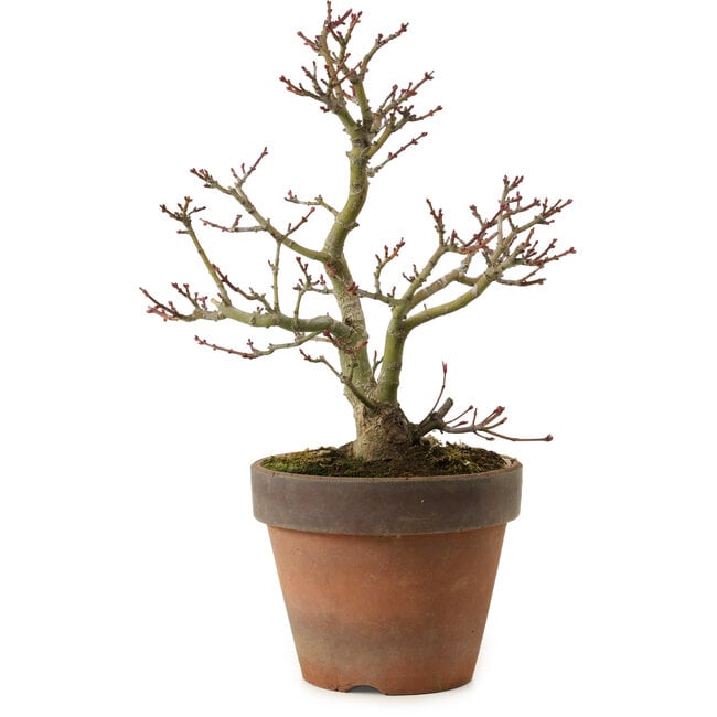 Acer palmatum Shishigashira, 27 cm, ± 15 ans, avec un nebari de 7 cm