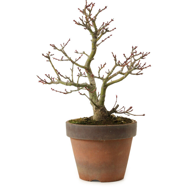 Acer palmatum Shishigashira, 27 cm, ± 15 Jahre alt, mit einem Wurzelhals von 7 cm