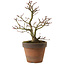 Acer palmatum Shishigashira, 27 cm, ± 15 ans, avec un nebari de 7 cm