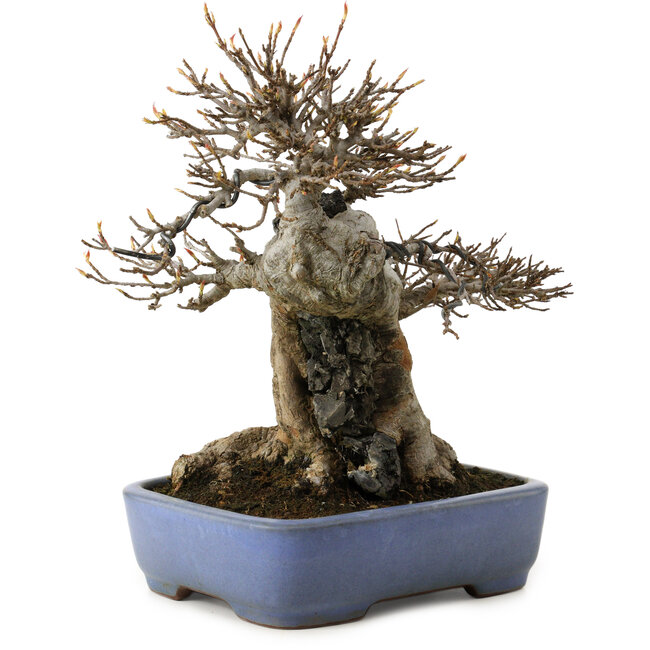 Acer buergerianum, 23 cm, ± 35 años, en una maceta japonesa hecha a mano por Yamafusa, con un nebari de 13 cm.