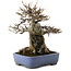 Acer buergerianum, 23 cm, ± 35 jaar oud, in een handgemaakte Japanse pot van Yamafusa, met een nebari van 13 cm.