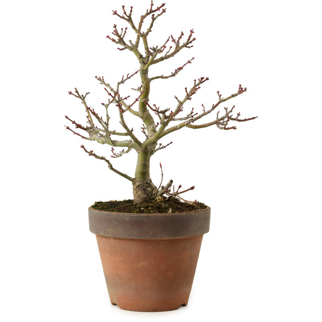 Acer palmatum Shishigashira, 27 cm, ± 15 years old, with a nebari of 7 cm