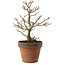 Acer palmatum Shishigashira, 27 cm, ± 15 anni, con nebari di 7 cm