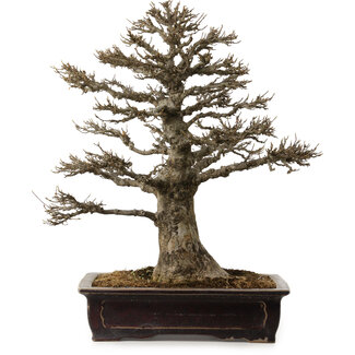 Acer buergerianum, 57 cm, ± 35 years old