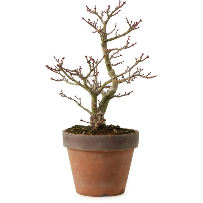 Acer palmatum Shishigashira, 27 cm, ± 15 ans, avec un nebari de 7 cm