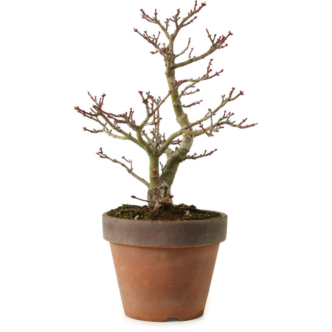 Acer palmatum Shishigashira, 27 cm, ± 15 years old, with a nebari of 7 cm