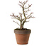 Acer palmatum Shishigashira, 27 cm, ± 15 Jahre alt, mit einem Wurzelhals von 7 cm
