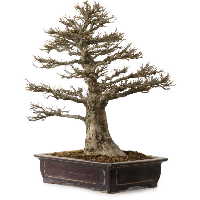 Acer buergerianum, 57 cm, ± 35 ans, avec un nebari de 21 cm