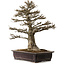 Acer buergerianum, 57 cm, ± 35 ans, avec un nebari de 21 cm