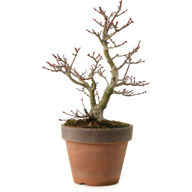 Acer palmatum Shishigashira, 27 cm, ± 15 años, con un nebari de 7 cm