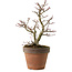 Acer palmatum Shishigashira, 27 cm, ± 15 Jahre alt, mit einem Wurzelhals von 7 cm