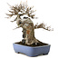 Acer buergerianum, 23 cm, ± 35 jaar oud, in een handgemaakte Japanse pot van Yamafusa, met een nebari van 13 cm.