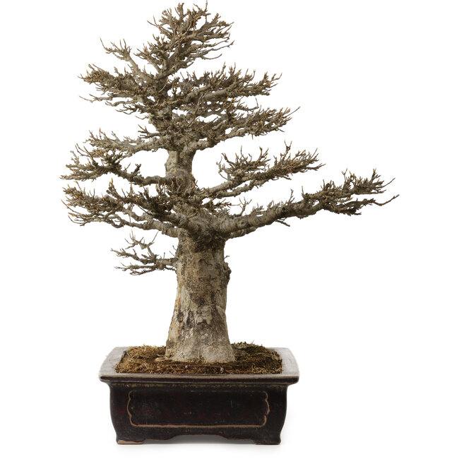 Acer buergerianum, 57 cm, ca. 35 Jahre alt, mit einem Wurzelhals von 21 cm