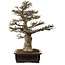 Acer buergerianum, 57 cm, ± 35 ans, avec un nebari de 21 cm