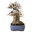 Acer buergerianum, 23 cm, ± 35 ans, dans un pot japonais fait main par Yamafusa, avec un nebari de 13 cm