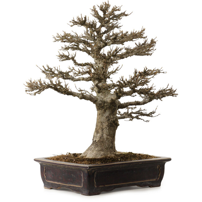 Acer buergerianum, 57 cm, ± 35 anni, con nebari di 21 cm