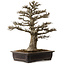 Acer buergerianum, 57 cm, ± 35 años, con un nebari de 21 cm