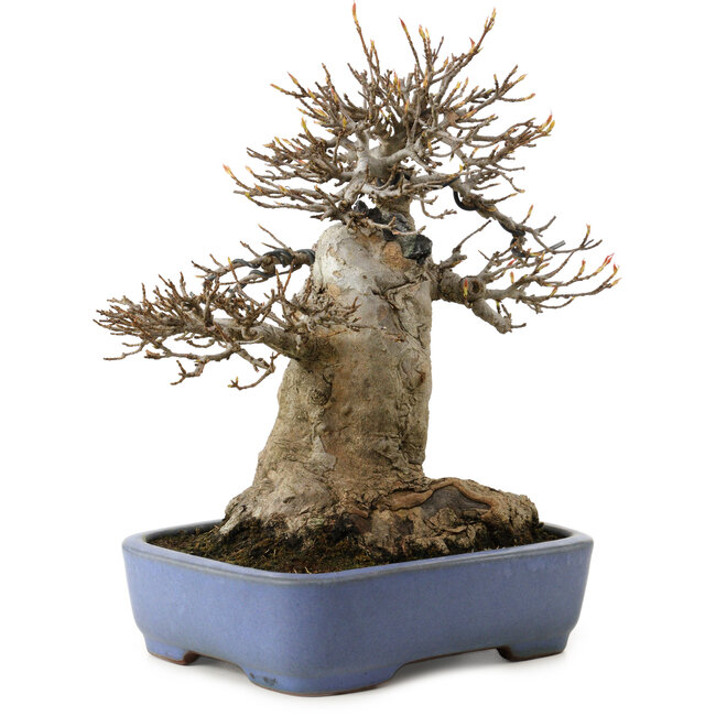 Acer buergerianum, 23 cm, ± 35 years old, in a handmade Japanese pot by Yamafusa, with a nebari of 13 cm
