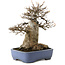 Acer buergerianum, 23 cm, ± 35 anni, in vaso giapponese fatto a mano da Yamafusa, con nebari di 13 cm