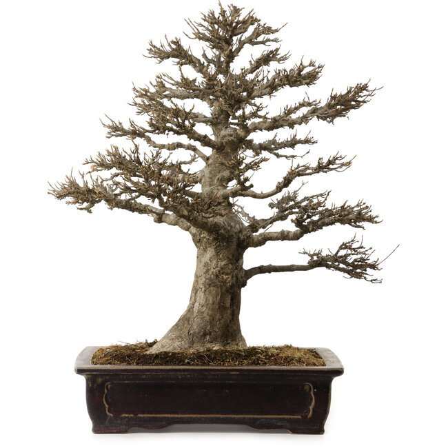 Acer buergerianum, 57 cm, ca. 35 Jahre alt, mit einem Wurzelhals von 21 cm