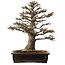 Acer buergerianum, 57 cm, ± 35 anni, con nebari di 21 cm