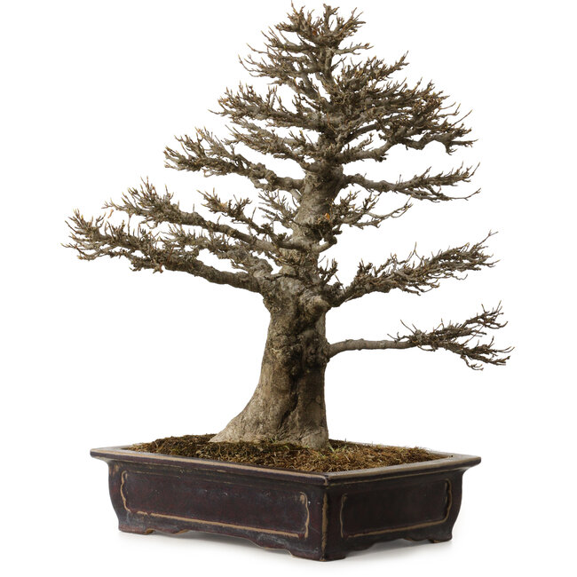 Acer buergerianum, 57 cm, ± 35 years old, with a nebari of 21 cm