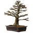 Acer buergerianum, 57 cm, ± 35 años, con un nebari de 21 cm