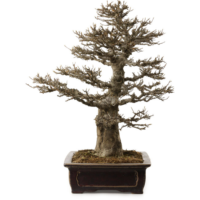 Acer buergerianum, 57 cm, ± 35 años, con un nebari de 21 cm