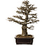 Acer buergerianum, 57 cm, ± 35 jaar oud, met een nebari van 21 cm