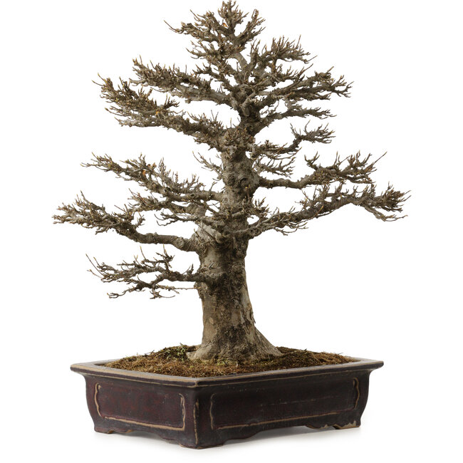 Acer buergerianum, 57 cm, ± 35 years old, with a nebari of 21 cm