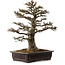 Acer buergerianum, 57 cm, ± 35 ans, avec un nebari de 21 cm
