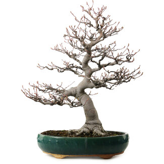 Amelanchier alnifolia, 76 cm, ± 40 years old