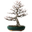 Amelanchier alnifolia, 76 cm, ca. 40 Jahre alt, mit einem Wurzelhals von 28 cm