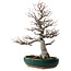 Amelanchier alnifolia, 76 cm, ± 40 jaar oud, met een nebari van 28 cm