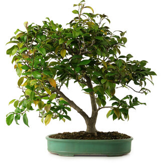 Camellia japonica, 70 cm, ± 20 jaar oud