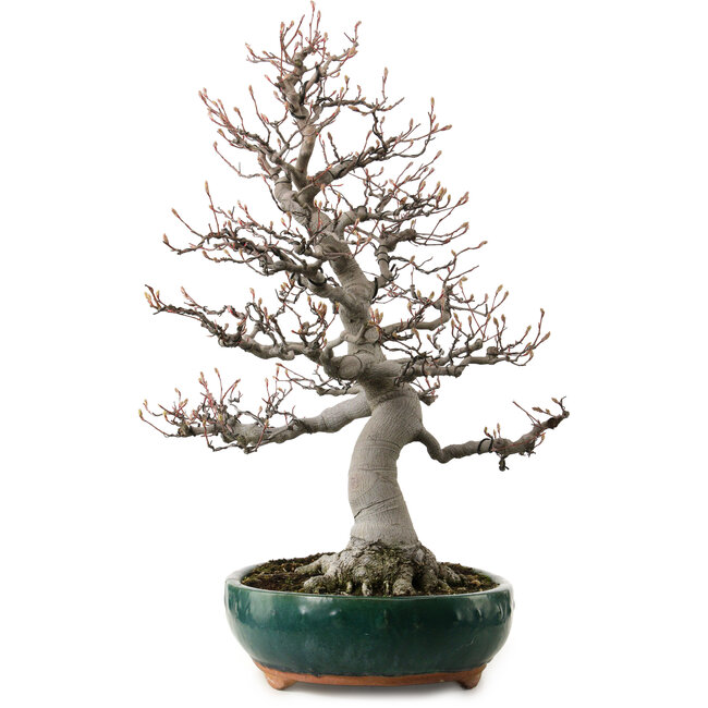 Amelanchier alnifolia, 76 cm, ± 40 anni, con nebari di 28 cm