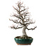 Amelanchier alnifolia, 76 cm, ± 40 years old, with a nebari of 28 cm