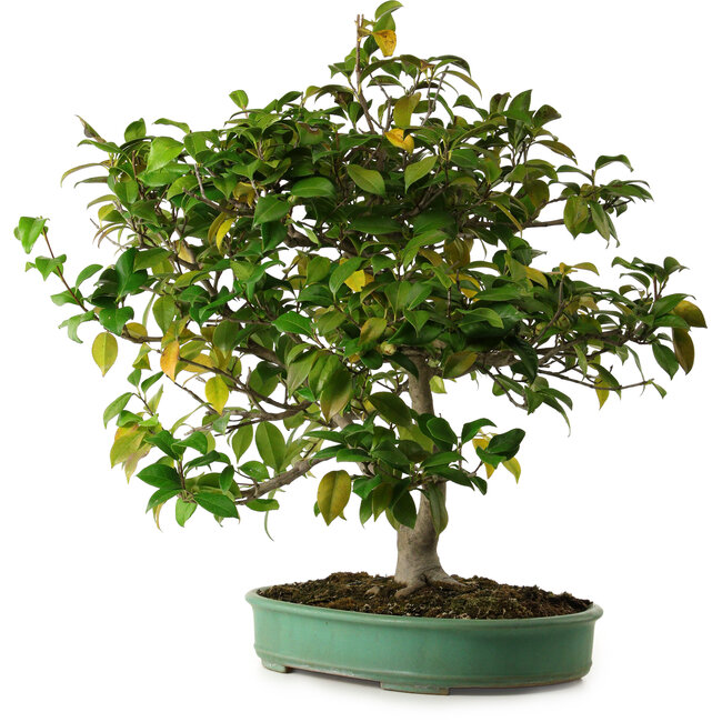 Camellia japonica, 70 cm, ± 20 años de edad, con un nebari de 12 cm.