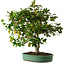 Camellia japonica, 70 cm, ± 20 years old, with a nebari of 12 cm